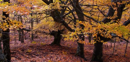 Bosque otoñal con hojas doradas y troncos de árboles oscuros en Casa Rural La Perla en Hiendelaencina, España