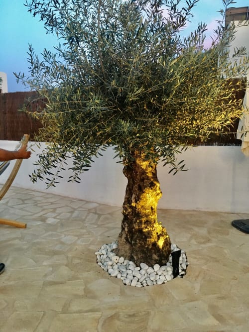 Holiday Villa - Cala d'Or, Mallorca