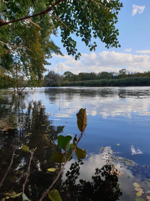 Vue paisible au bord du Rhin près de Strasbourg, branches d'arbres, eau calme reflétant le ciel et pylônes électriques au loin.