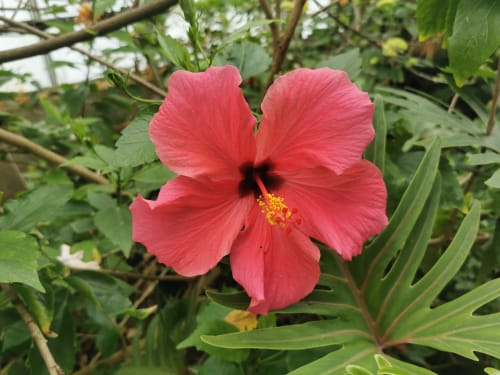 Magnifique hibiscus rose en fleur au Domaine à l'Aise, charmante maison d'hôtes à Saint-Pargoire, France