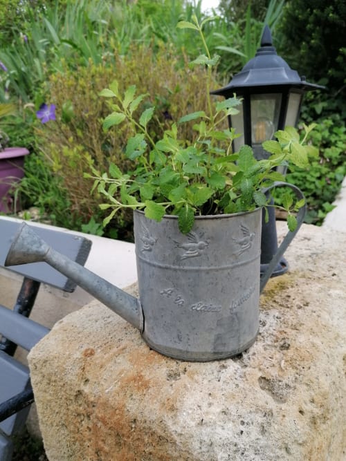 Menthe en pot d'arrosage métallique décorateur au jardin du Domaine à l'Aise, Saint-Pargoire