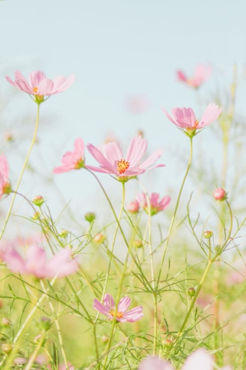 Pink cosmos flowers in a dreamy field at L'étape Du Fanfoué, a charming bed and breakfast in Chamrousse, France