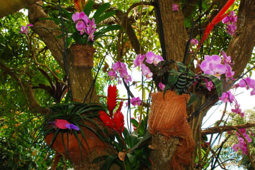 Orchidées éclatantes et fleurs tropicales suspendues aux branches des arbres à Les Hauts De Deshaies, Guadeloupe