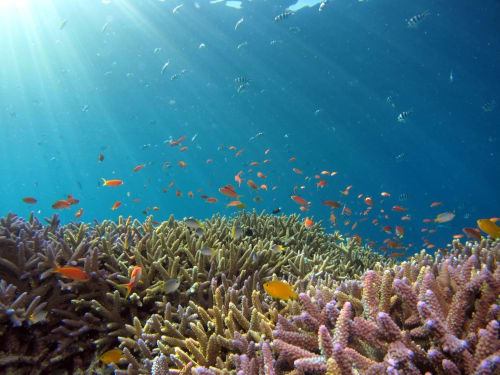 Récif corallien vibrant avec des poissons orange et coraux branchus près de Deshaies, Guadeloupe