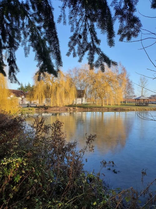 Étang paisible aux saules pleureurs dorés et branches de conifères à l'Hôtel Cheverny La Vie Est Belle en France