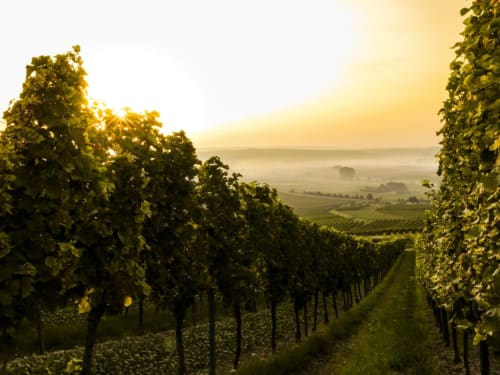 R appartements Strasbourg- route des vins- Alsace- vignes- vins d'Alsace- cépages alsaciens- dégustation de vin alsace- Sylvaner- Pinot gris- Gewurtzraminer