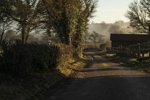 Rural lane at La Guirtelle, Lainsecq with ivy-covered trees, farm building, and misty countryside at sunrise