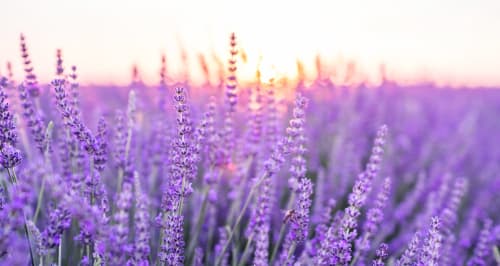 Purple lavender field at sunset in Grignan, France near Le Pavillon M boutique bed and breakfast
