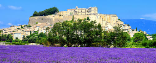 Lavender fields blooming in front of Grignan castle in Provence, France