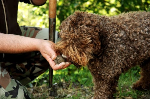 Personne nourrissant un chien aux poils bouclés marron à la maison d'hôtes Le Pavillon M à Grignan