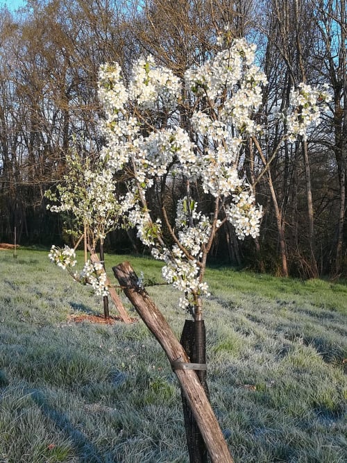 Séjour nature en Périgord – verger en fleurs au printemps au Domaine de Labrousse en Dordogne