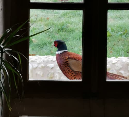 Faune sauvage en Dordogne – faisan aperçu depuis une maison d’hôtes au Domaine de Labrousse en Périgord 