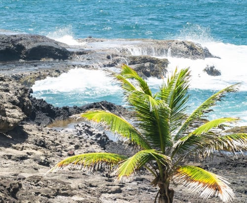 Vue côtière tropicale de la Villa Tourmaline, Le Lorrain avec palmiers, vagues turquoise et rivage rocheux