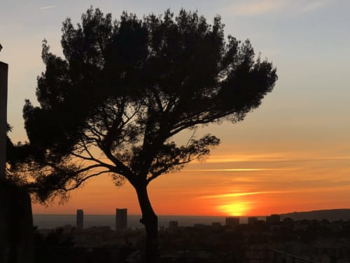 Silhouette d'arbre au coucher de soleil dominant le paysage urbain de Marseille depuis Campagne d'Albert