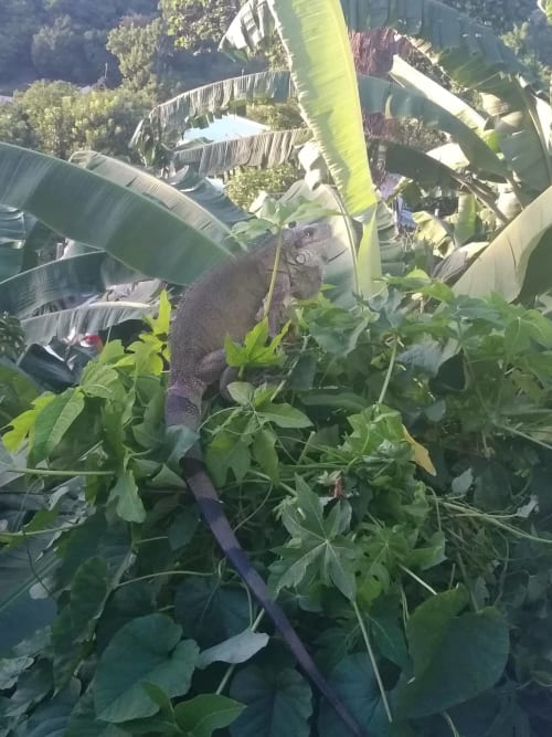 Lézard gris sur la végétation tropicale aux Hauts de Deshaies, Guadeloupe