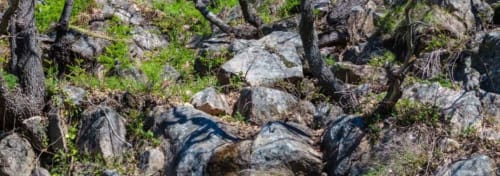 Rocky forest terrain with stones and green vegetation at Casa Rural El Fontano, Montanchez