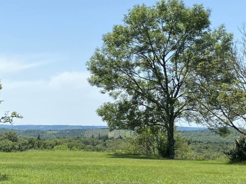 Vaste prairie verdoyante avec grand arbre aux Lumieres Du Causse, Bellefont-la-Rauze, dominant la campagne ondulante