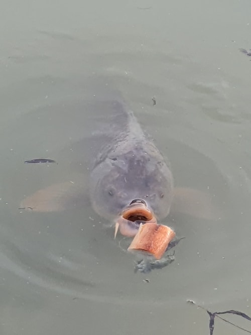 Grand poisson mangeant du pain dans l'eau près de l'Hôtel Cheverny La Vie Est Belle, France
