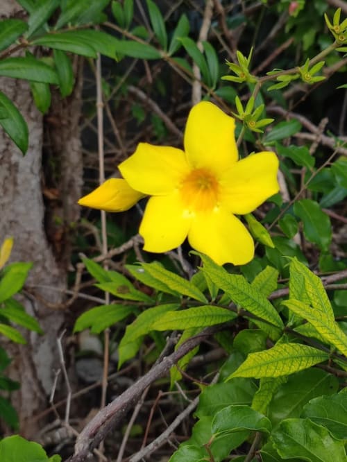 Fleur jaune éclatante en fleurs à la Résidence Les 2 Moulins au Moule, Guadeloupe