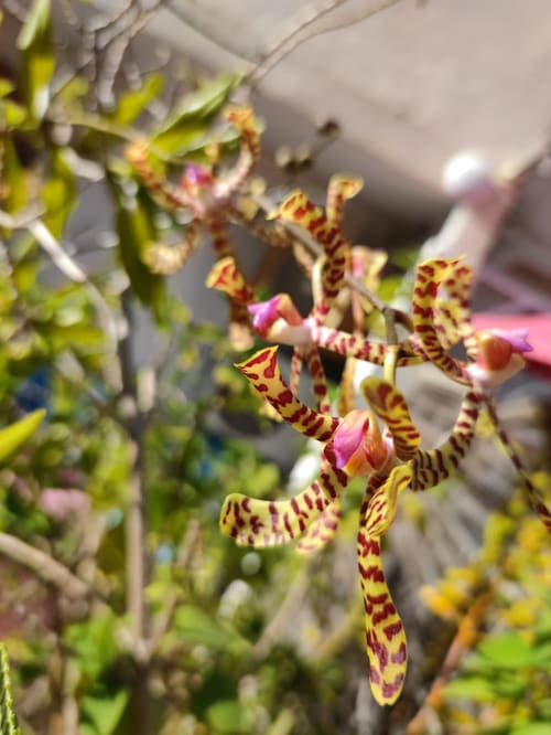 Orchidées exotiques aux rayures jaunes et rouges à la Résidence Les 2 Moulins au Moule, Guadeloupe
