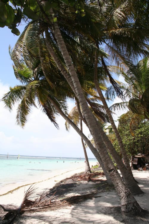 Des palmiers ombragent la plage de sable blanc de la Résidence Les 2 Moulins au Moule, Guadeloupe, avec eaux turquoise et baigneurs