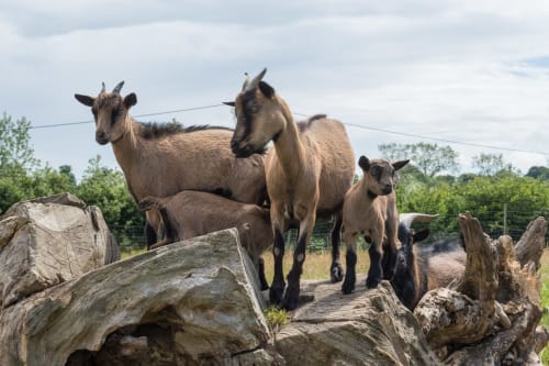 Chèvres escaladant des troncs à la ferme La Vallée Joly au Vast, France