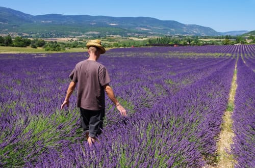 Man jogging through purple lavender fields near Grignan, France with mountains in background