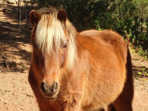 Cavallo marrone con criniera bianca alle Villas Lantana, bed and breakfast a Lecci, Francia