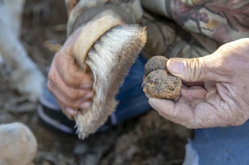 Mains présentant des truffes fraîches au Pavillon M à Grignan, mettant en avant la gastronomie locale provençale