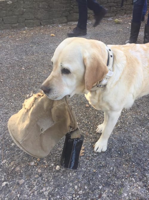 Chien d'assistance portant un harnais à la maison d'hôtes Le Pavillon M à Grignan, France