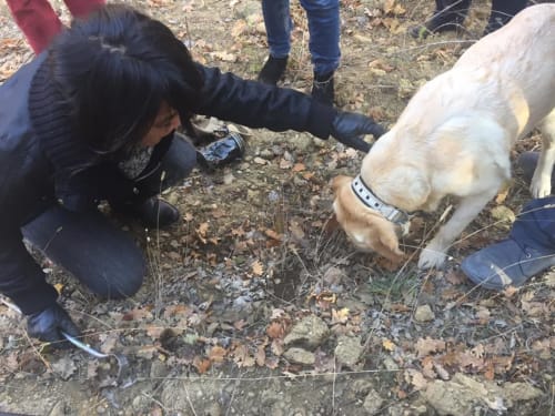 Femme caressant une chèvre blanche et tan au Pavillon M à Grignan, France en plein air