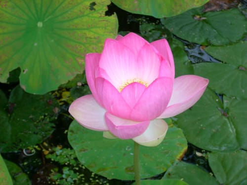 Fleur de lotus rose épanouie dans le jardin aquatique du gîte Sous Les Marronniers, Petit Palais Cornemps, France