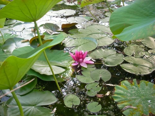 Nénuphar rose en fleur parmi les feuilles de nénuphar dans le bassin de Sous Les Marronniers, gîte à Petit Palais Cornemps