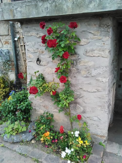 Roses grimpantes rouge vif sur mur de pierre au refuge des Alpes mancelles, Fresnay-sur-Sarthe