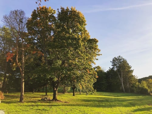 Scenic parkland with mature trees and lush green meadow at Le Prieuré Du Preux, a French bed and breakfast in Sépeaux.