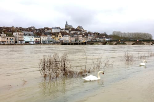 White swan on flooded River Seine with colorful buildings of Saint-Romain village and church spire in background