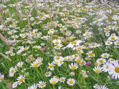 Margaritas blancas con centros amarillos floreciendo en la pradera de flores silvestres de Casa rural MAÑARINEGI en Gipuzkoa