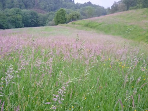 Verdes colinas ondulantes con campo de flores púrpuras en Casa Rural MAÑARINEGI, Gipuzkoa