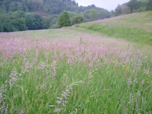 Prado de flores silvestres en flor con flores púrpuras y colinas ondulantes en Casa rural MAÑARINEGI en Gipuzkoa
