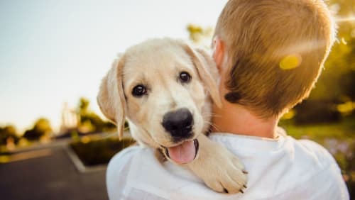 Niño sosteniendo un Labrador blanco feliz en Cabañas Compostela en Santiago de Compostela, España al atardecer