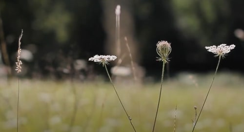 Fleurs sauvages en prairie au Domaine de Labrousse en Périgord – nature préservée et ambiance paisible au cœur de la campagne