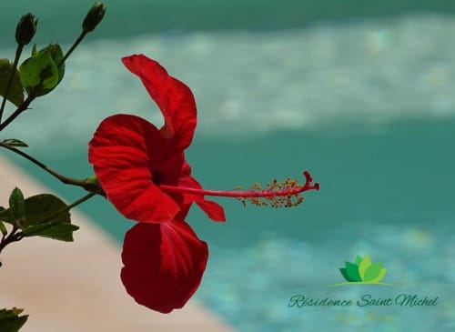 Magnifique fleur d'hibiscus rouge avec vue sur la mer turquoise à la Résidence Saint Michel, L'île Rousse