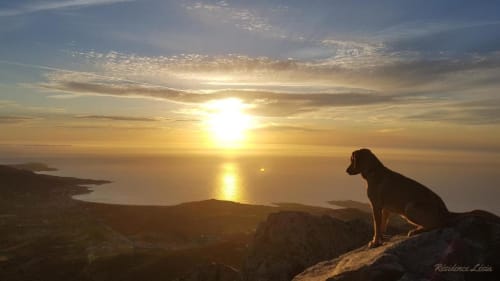 Silhouette d'un chien au coucher de soleil doré sur la côte corse, Résidence Lésia à Corbara
