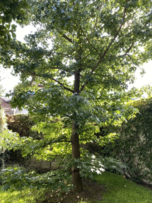 Lush mature tree with green foliage in Casa45 garden, Porto, Portugal bed and breakfast courtyard
