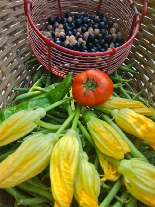 Produits du potager en Dordogne – récolte de légumes frais et de saison au Domaine de Labrousse en Périgord 