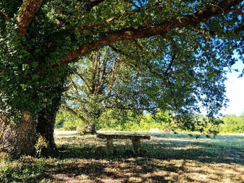 Séjour nature en Dordogne – table en pierre sous un chêne au Domaine de Labrousse en Périgord 
