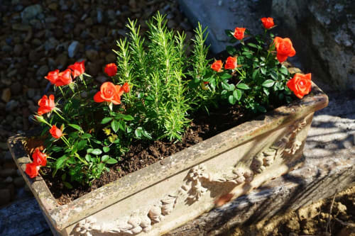 Jardin fleuri en Dordogne – rosiers et romarin en jardinière au Domaine de Labrousse en Périgord 