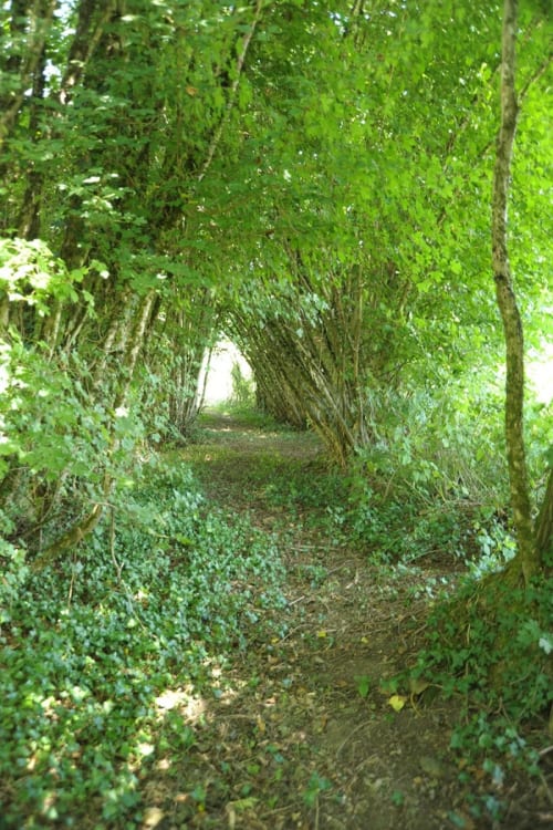 Balade nature en Dordogne – chemin creux sous les arbres au Domaine de Labrousse en Périgord