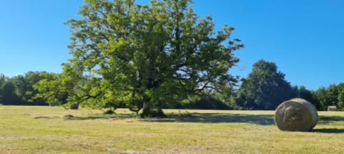 Séjour à la campagne en Dordogne – prairie, chêne et botte de foin au Domaine de Labrousse en Périgord 