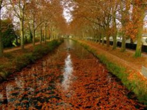 Allée bordée d'arbres d'automne au spa hôtel L'Insolite à Toulouse avec feuilles tombées et reflet serein de l'eau